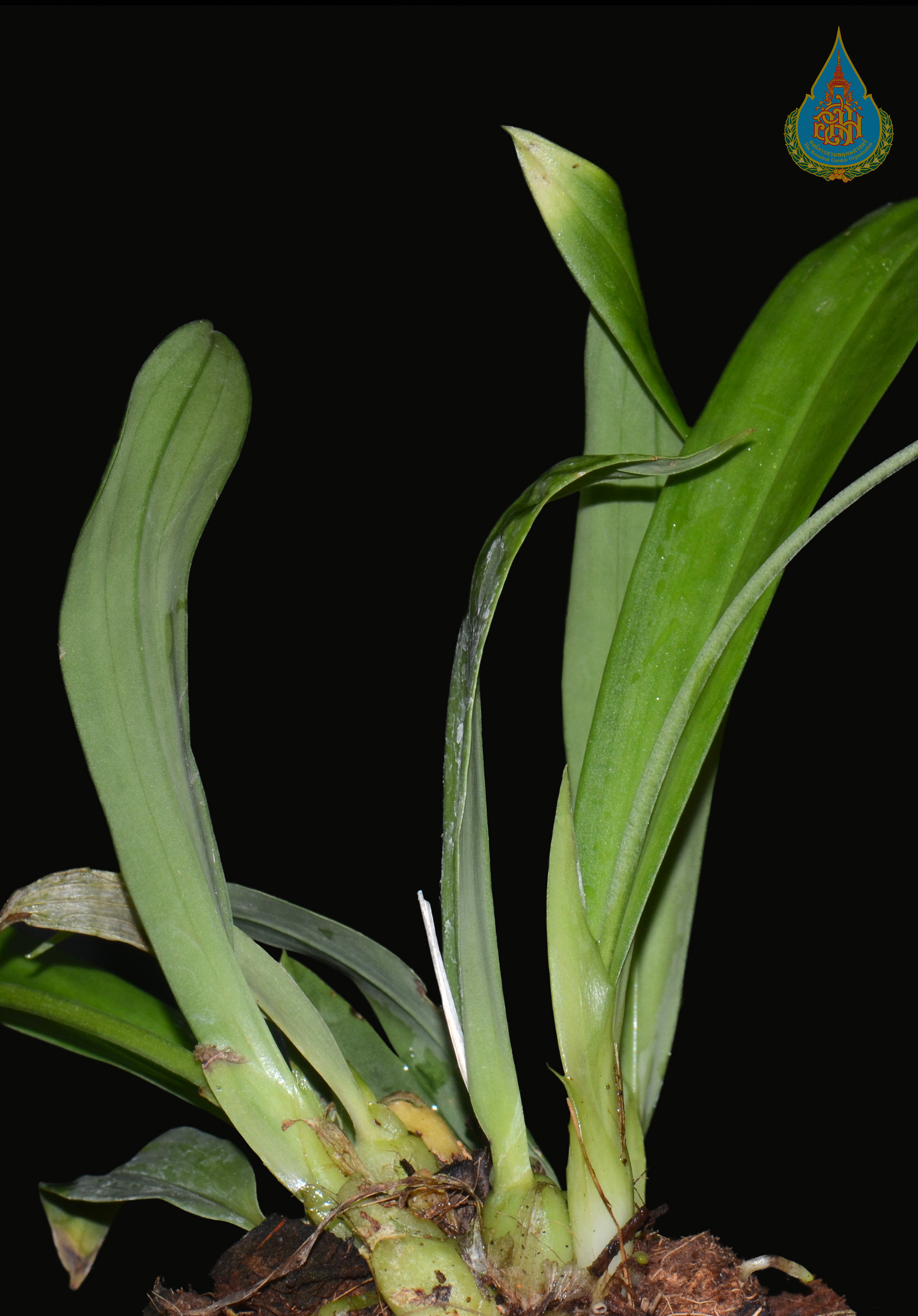 เอื้องกลีบม้วนบาลองซา Liparis balansae Gagnep.<br/>ORCHIDACEAE